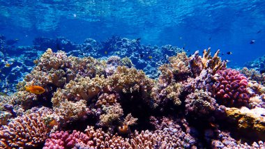 Underwater photo of a colorful coral reef