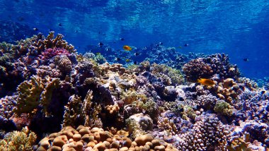 Underwater photo of a colorful coral reef
