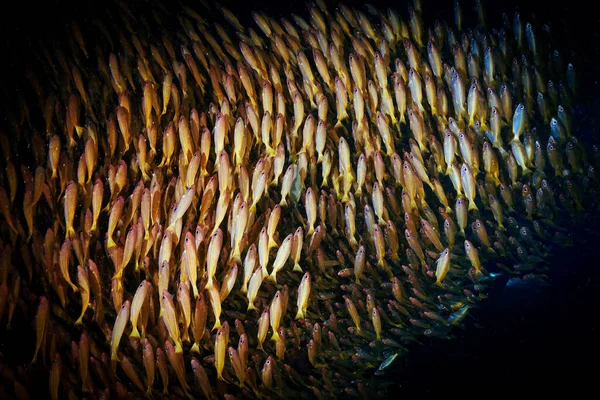 Artistic Underwater Photo Schools Fish Deep Blue Sea — Stock Photo, Image