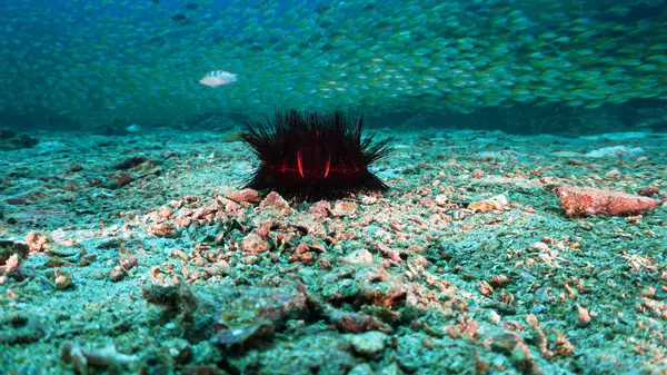 Underwater photo of alien like sea urchin with huge school of fish in the background