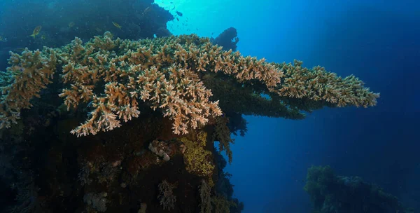 Подводное Фото Акваланга Настольные Кораллы Глубинах Красного Моря Египте — стоковое фото