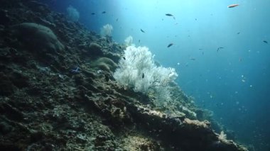 Buzlu ve karlı bir Noel gibi güzel yumuşak mercanların sualtı videosu. Tayland 'daki Andaman Denizi' ndeki bir dalıştan..