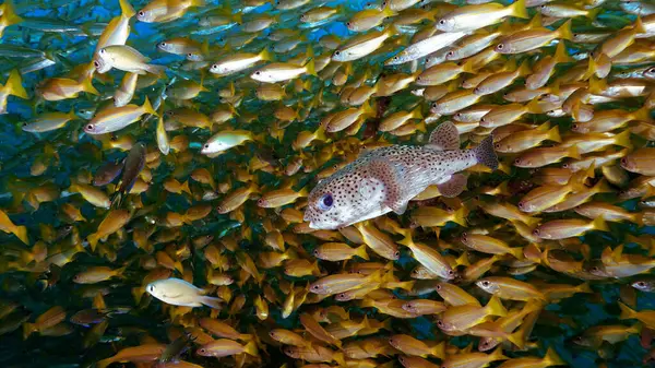 Underwater photo of a Puffer fish inside a school of fish at a coral reef