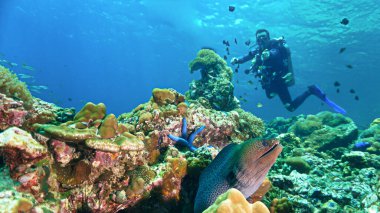 Mercan resifindeki bir Moray yılanbalığının sualtı fotoğrafı. Tayland 'daki Andaman Denizi' ndeki bir dalıştan..