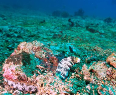 Underwater photo of White mouth Moray Eel at a coral reef. From a a scuba dive in the Andaman Sea in Thailand.