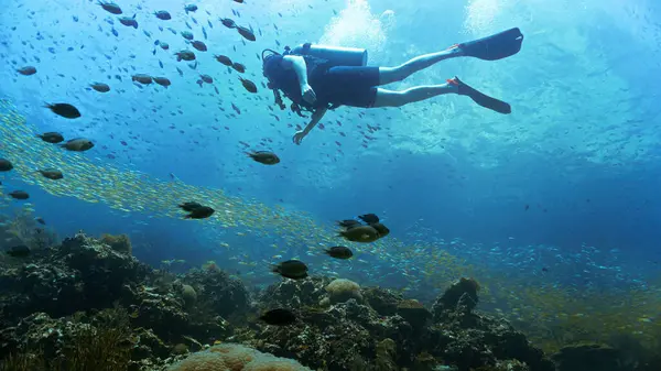 Подводное Фото Аквалангиста Стаи Рыб Кораллового Рифа — стоковое фото
