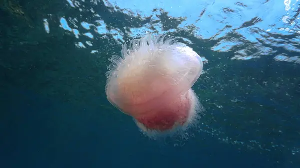 Artistic Underwater Photo Pink Jellyfish Scuba Dive Andaman Sea Thailand — Stock Photo, Image