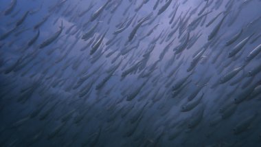 Balık sürüsünün sualtı fotoğrafı. Andaman Denizi 'ndeki bir dalıştan. Tayland.