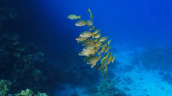 Foto Subaquática Artística Escola Peixes Mar Azul Profundo Recife Coral — Fotografia de Stock