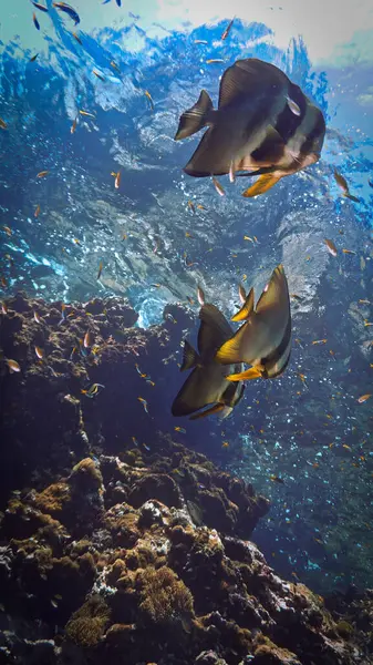 Fotografía Artística Submarina Una Escuela Peces Murciélago Arrecife Coral Desde Imágenes de stock libres de derechos