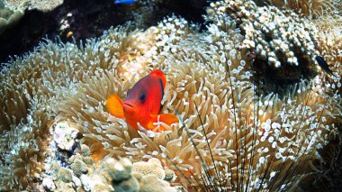 Domates Anemone balığının sualtı fotoğrafı. Tropikal sulardaki bir dalıştan