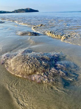  Tayland 'ın güneyinde nisan ayında bir plajda denizanası istilası ve deniz kirliliği