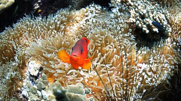 Underwater Photo Tomato Anemone Fish Scuba Dive Tropical Waters — Stock Photo, Image