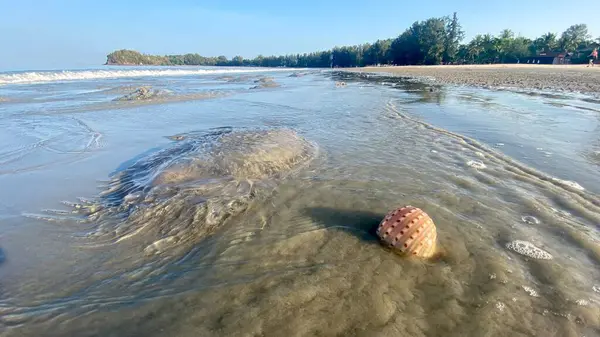 Jellyfish invasion and sea pollution at a beach in april in the south of Thailand