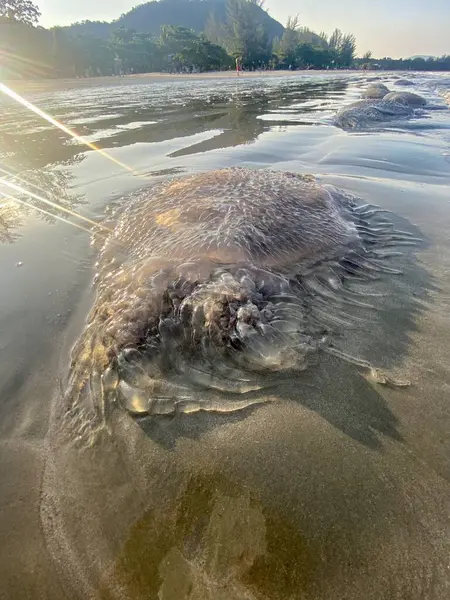 Jellyfish Invasion Sea Pollution Beach April South Thailand — Stock Photo, Image