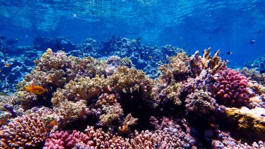Underwater photo of a colorful coral reef