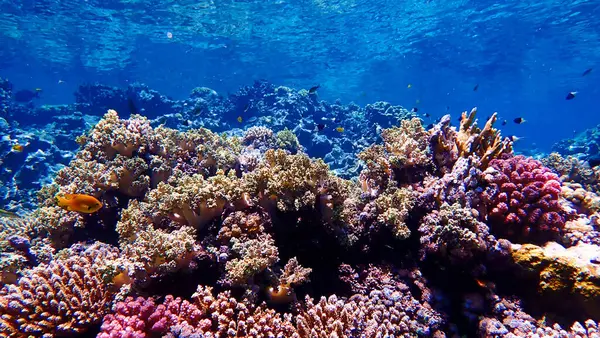 Underwater photo of a colorful coral reef