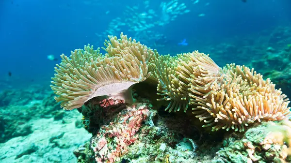 Foto Submarina Anémona Arrecife Coral Desde Una Inmersión Mar Andamán Fotos de stock
