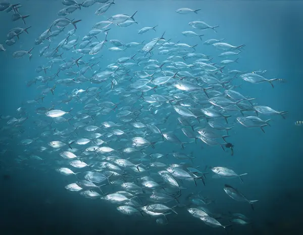 Foto Submarina Escuela Peces Pescado Caballa Desde Una Inmersión Mar Imagen de stock