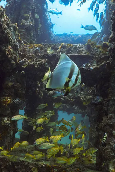 Fotografía Artística Submarina Pez Murciélago Arrecife Artificial Desde Una Inmersión — Foto de Stock