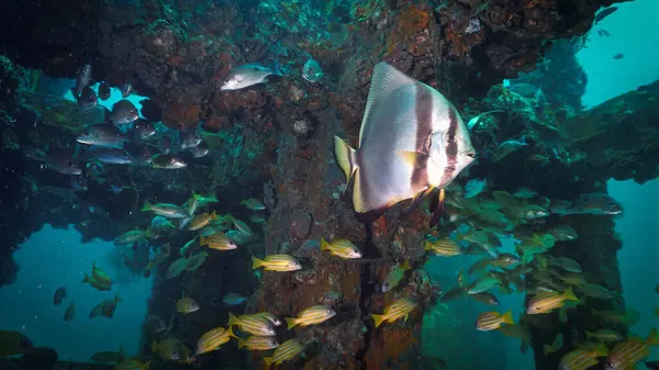Fotografía Artística Submarina Pez Murciélago Arrecife Artificial Desde Una Inmersión Imagen de stock