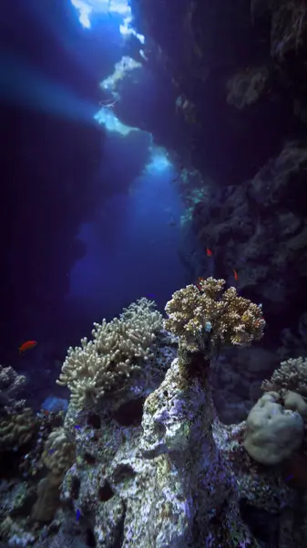 Υποβρύχια Φωτογραφία Πολύχρωμα Κοράλλια Μέσα Μια Σπηλιά Ακτίνες Του Ήλιου Εικόνα Αρχείου