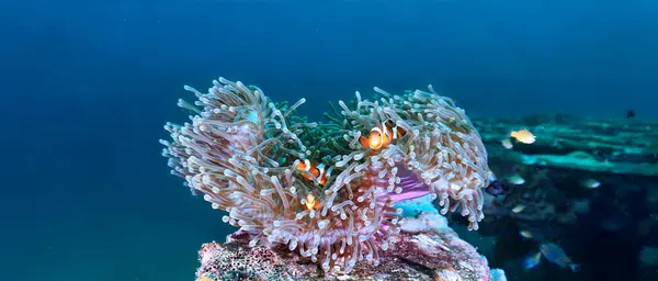 Underwater Photo Clown Fish Anemone Εικόνα Αρχείου