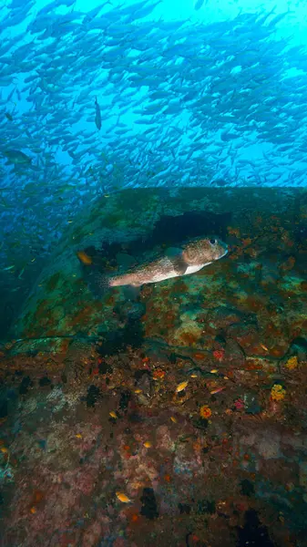 Foto Submarina Pufferfish Sonriente Buceo Klaed Kao Naufragio Tailandia Imagen de archivo