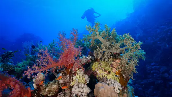 Foto Subaquática Corais Suaves Vermelhos Com Mergulhador Mergulho Mar Vermelho Imagens De Bancos De Imagens