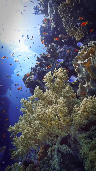 Foto Submarina Corales Blandos Desde Una Inmersión Mar Rojo Egipto Fotos de stock libres de derechos