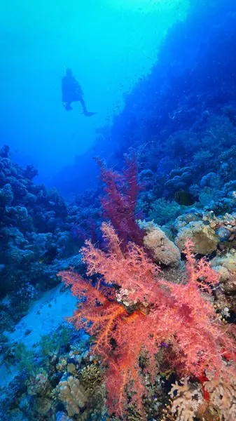 Foto Subaquática Corais Suaves Vermelhos Com Mergulhador Mergulho Mar Vermelho Imagens De Bancos De Imagens Sem Royalties