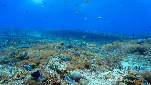 Foto Submarina Conservación Coral Colorido Arrecife Coral Que Parece Prado Imágenes de stock libres de derechos