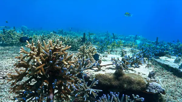 Υποβρύχια Φωτογραφία Της Διατήρησης Των Κοραλλιών Και Ένα Πολύχρωμο Κοραλλιογενή Φωτογραφία Αρχείου