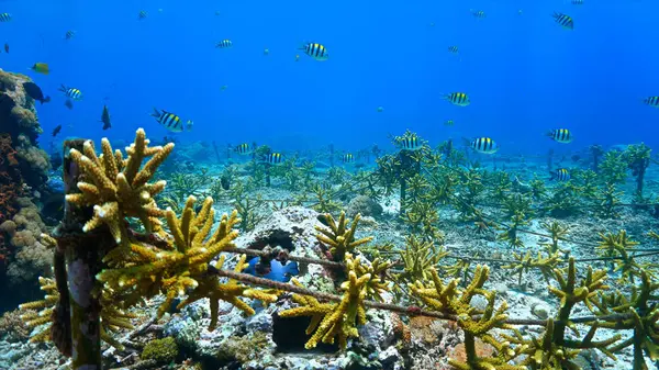 Foto Submarina Conservación Coral Colorido Arrecife Coral Que Parece Prado Imagen De Stock