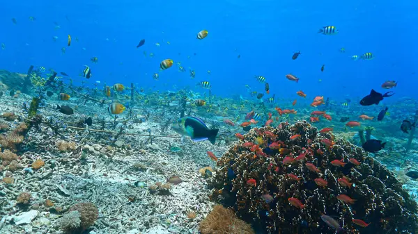 Foto Submarina Conservación Coral Colorido Arrecife Coral Que Parece Prado Fotos de stock libres de derechos