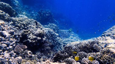 Mercan resifinde renkli bir papağan balığının sualtı fotoğrafı.