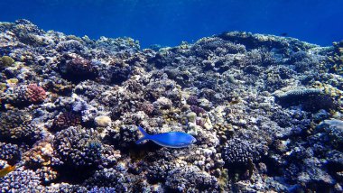 Underwater photo of a colorful coral reef