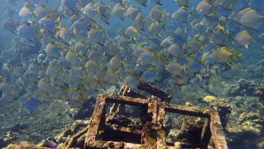 Underwater photography of school of Spade fish in beautiful light at a artificial coral reef off the coast of Bali in Indonesia.
