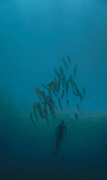 stock image Underwater photo of school of barracuda fish and a free diver. Scuba dive from the shipwreck USS Liberty in Tulamben, Bali, Indonesia.