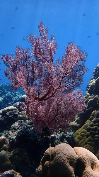stock image Underwater photo of a beautiful gorgonian sea fan coral in rays of light at a coral reef. From a scuba dive off the coast of the island Bali in Indonesia. Asia