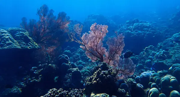 Stock image Underwater photo of a beautiful gorgonian sea fan coral in rays of light at a coral reef. From a scuba dive off the coast of the island Bali in Indonesia. Asia