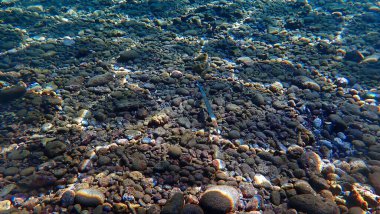 Su altı fotoğrafı - soyut arkaplan - ışığın farklı renklerinde taş taban
