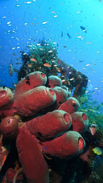 stock image Underwater photo of beautiful tube sponges at a coral reef. From a scuba dive in Bali, Indonesia, Asia.