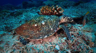 Mercan resifindeki bir deniz kaplumbağasının sualtı fotoğrafı. Bali, Endonezya, Asya 'daki bir dalıştan..