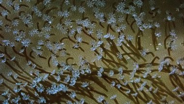 Mercanların, poliplerin sualtı makro fotoğrafçılığı. 