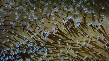 Mercanların, poliplerin sualtı makro fotoğrafçılığı. 