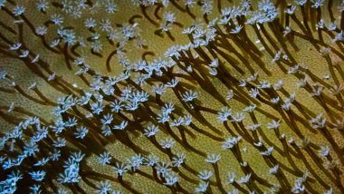 Mercanların, poliplerin sualtı makro fotoğrafçılığı. 