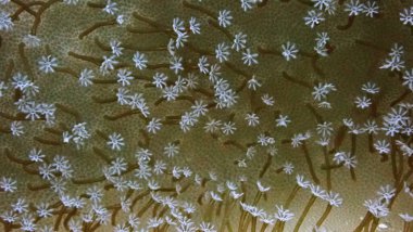 Mercanların, poliplerin sualtı makro fotoğrafçılığı. 