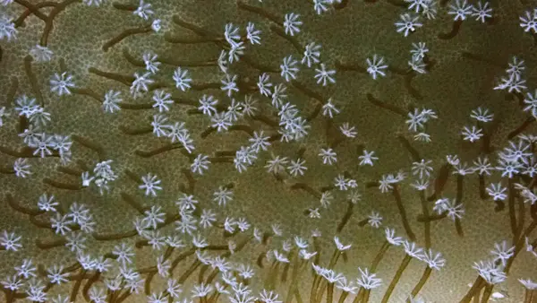 Mercanların, poliplerin sualtı makro fotoğrafçılığı. 