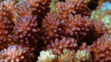 Mercanların, poliplerin sualtı makro fotoğrafçılığı. 